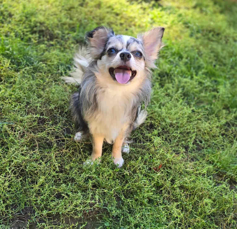 Octaviya, a Chihuahua tested with EmbarkVet.com