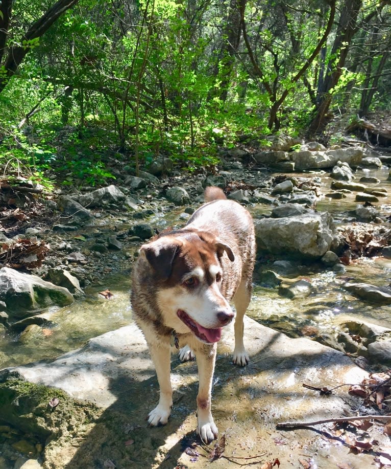 Chu, a Labrador Retriever and Siberian Husky mix tested with EmbarkVet.com