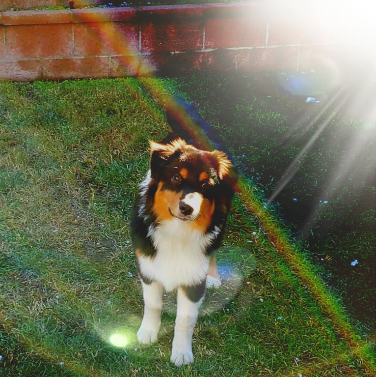 Champ Ice, an Australian Shepherd tested with EmbarkVet.com