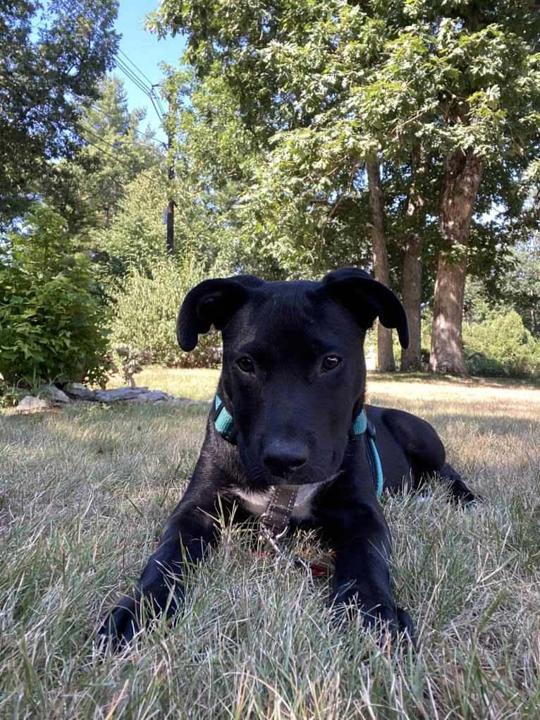 Phoenix, a Labrador Retriever and American Pit Bull Terrier mix tested with EmbarkVet.com