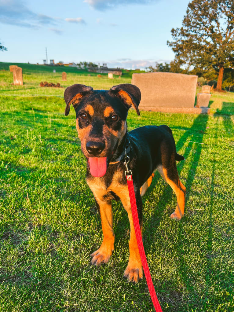 Kai, an Australian Cattle Dog and American Pit Bull Terrier mix tested with EmbarkVet.com