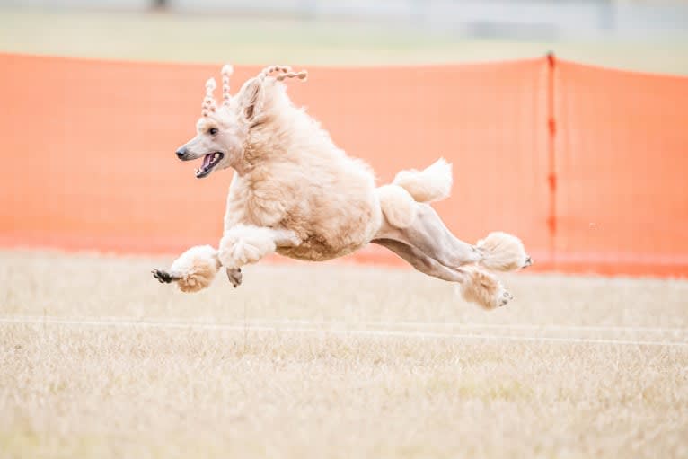 Willow, a Poodle (Standard) tested with EmbarkVet.com