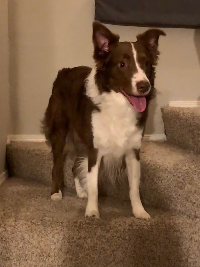 Christopher, an Australian Shepherd and Border Collie mix tested with EmbarkVet.com