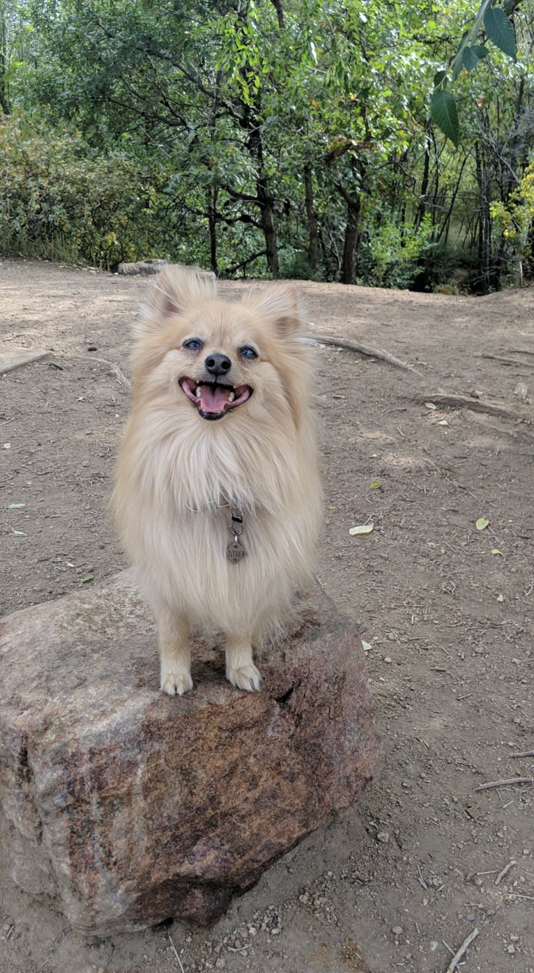 Luther, a Pomeranian tested with EmbarkVet.com