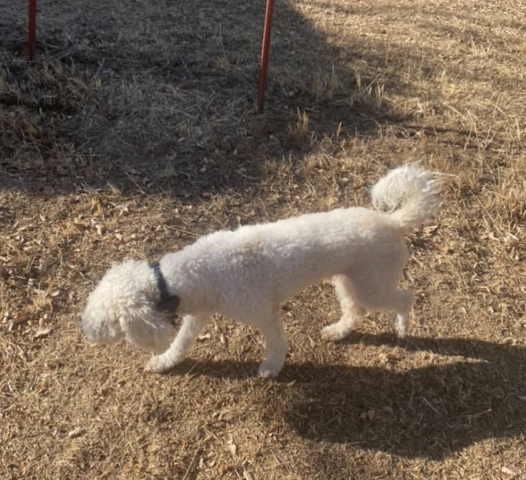 Pax, a Poodle (Small) and Cocker Spaniel mix tested with EmbarkVet.com