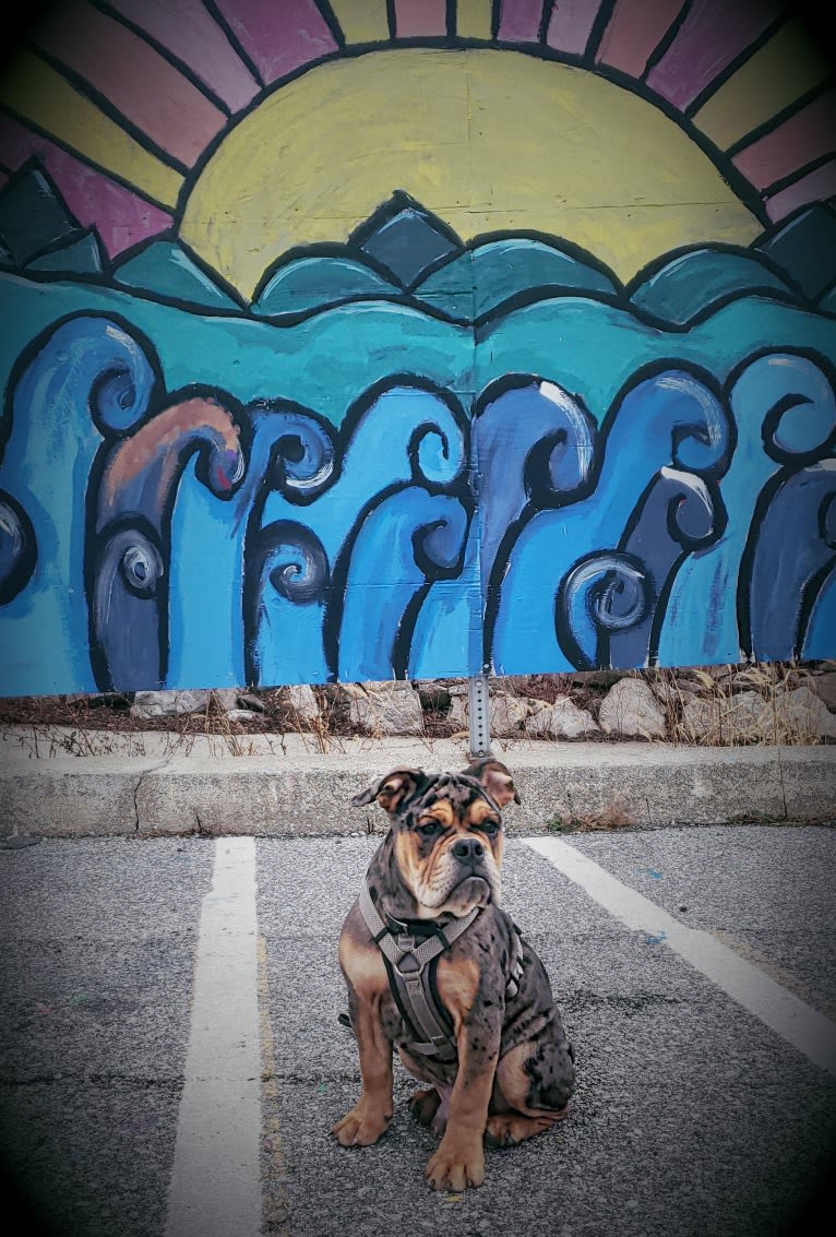 Vinny, an Olde English Bulldogge tested with EmbarkVet.com