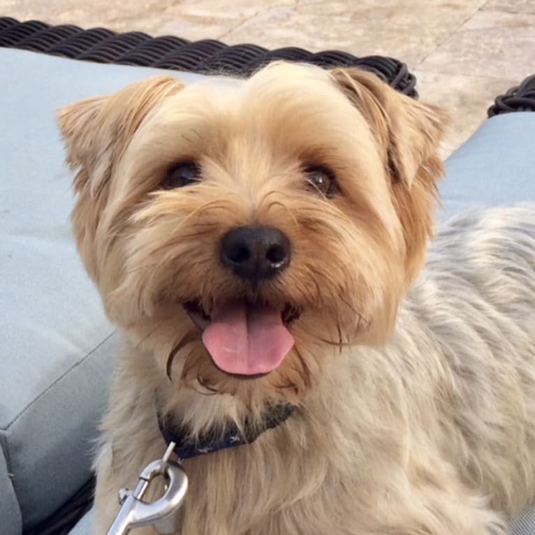 Denali, a Silky Terrier tested with EmbarkVet.com