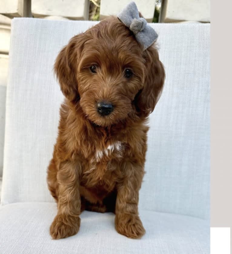 Foxy, a Goldendoodle tested with EmbarkVet.com