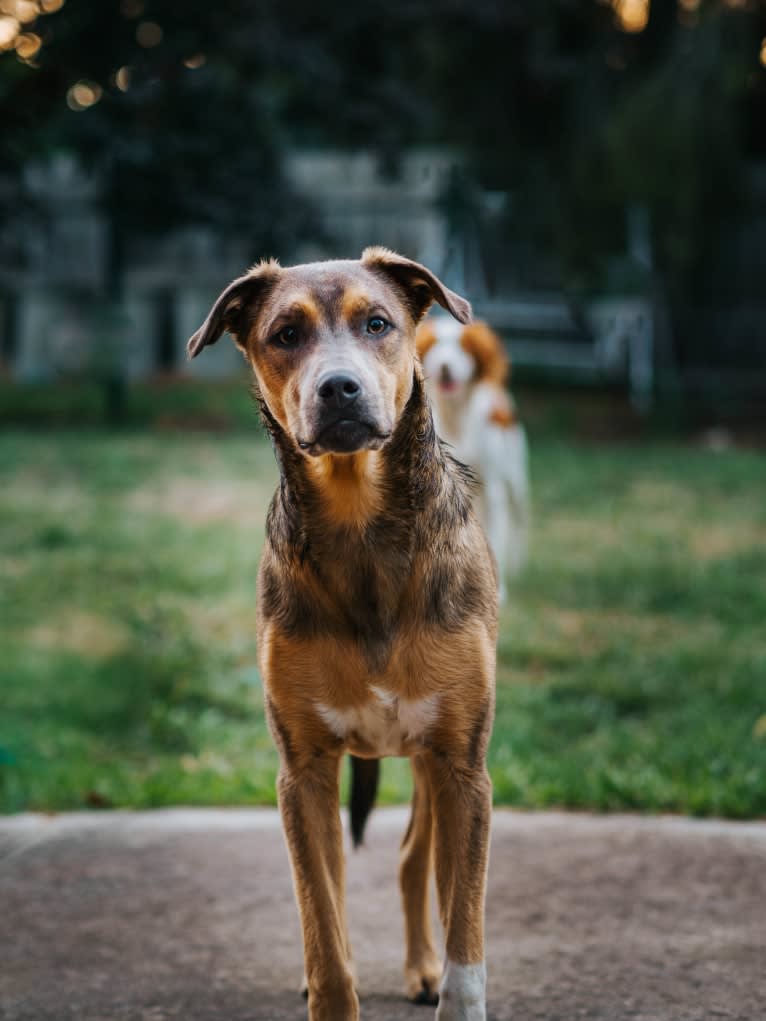 Gromit, an Australian Kelpie and Shih Tzu mix tested with EmbarkVet.com