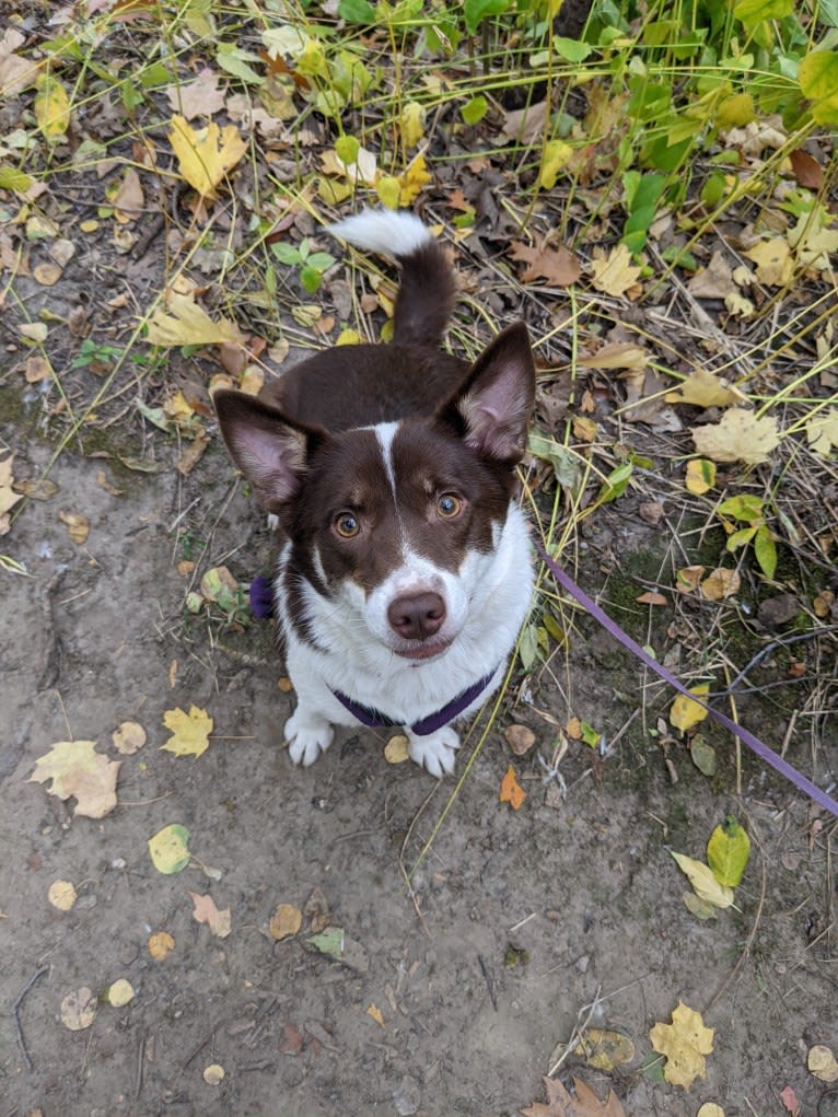 Aska, an Icelandic Sheepdog tested with EmbarkVet.com