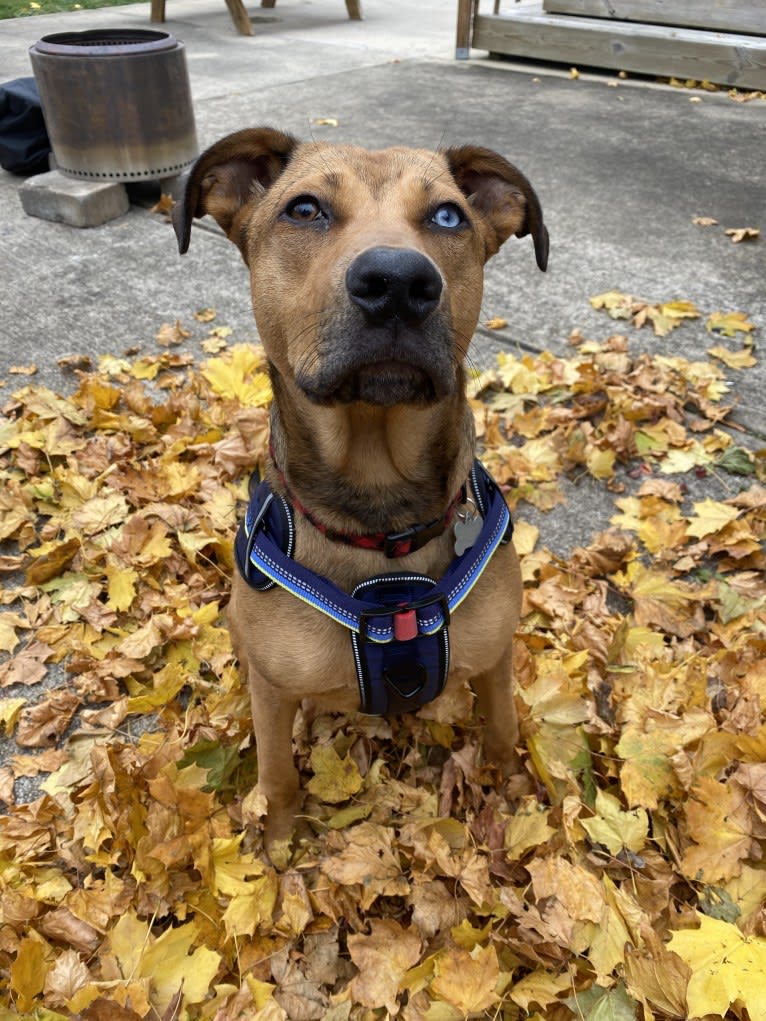 Walker, an American Pit Bull Terrier and Rottweiler mix tested with EmbarkVet.com