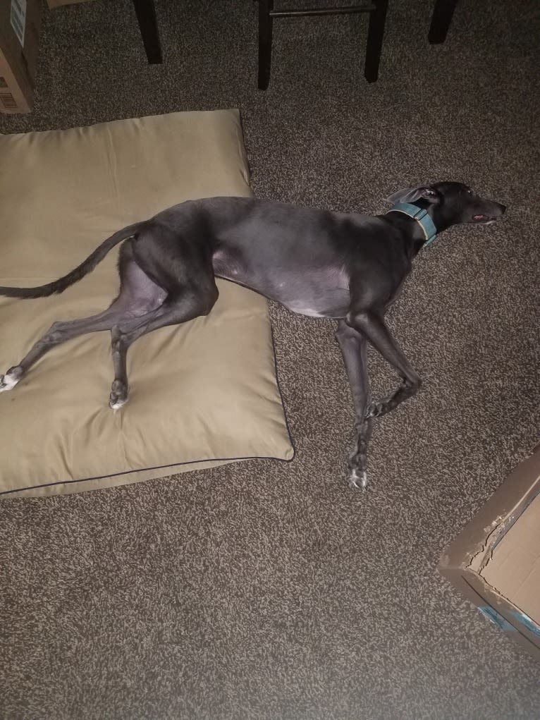 Whiskey, a Greyhound tested with EmbarkVet.com