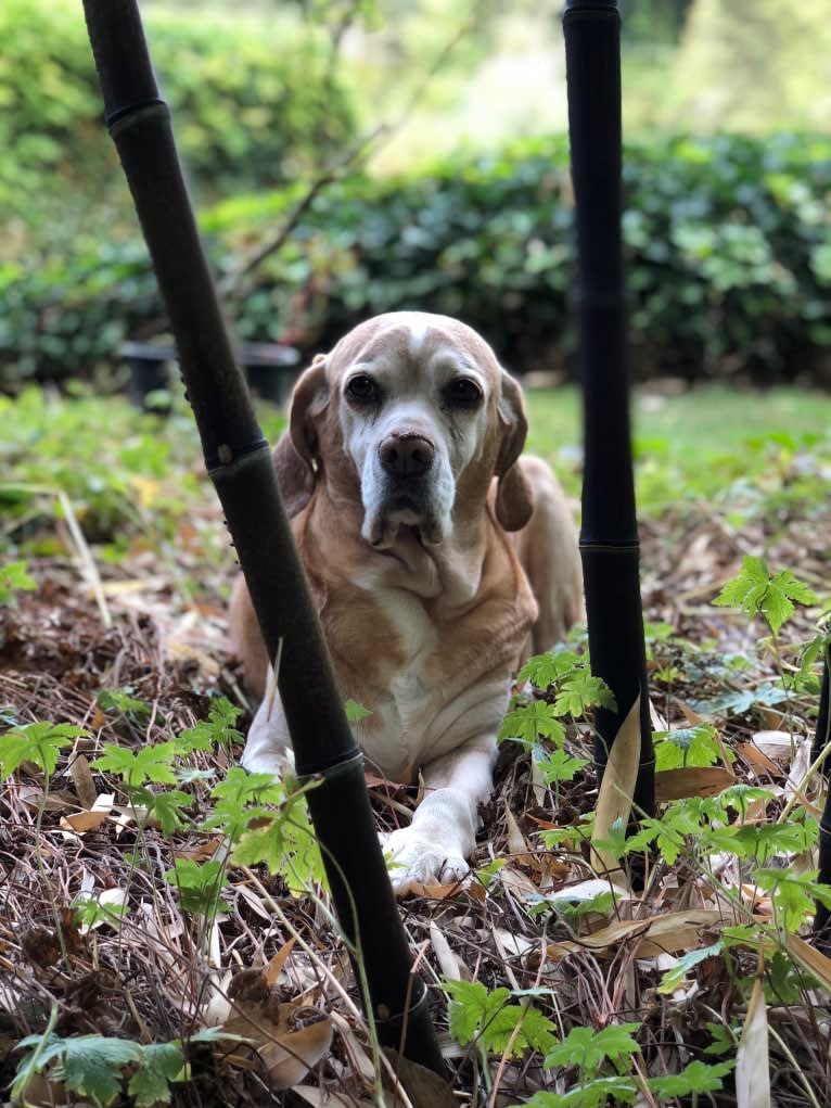 Baby Girl, a Portuguese Pointer tested with EmbarkVet.com