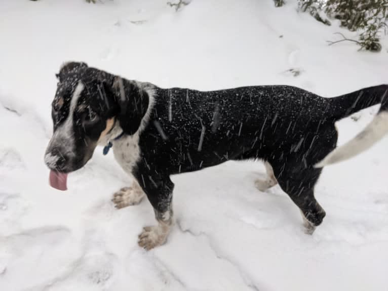 Crick, a Border Collie and Bluetick Coonhound mix tested with EmbarkVet.com