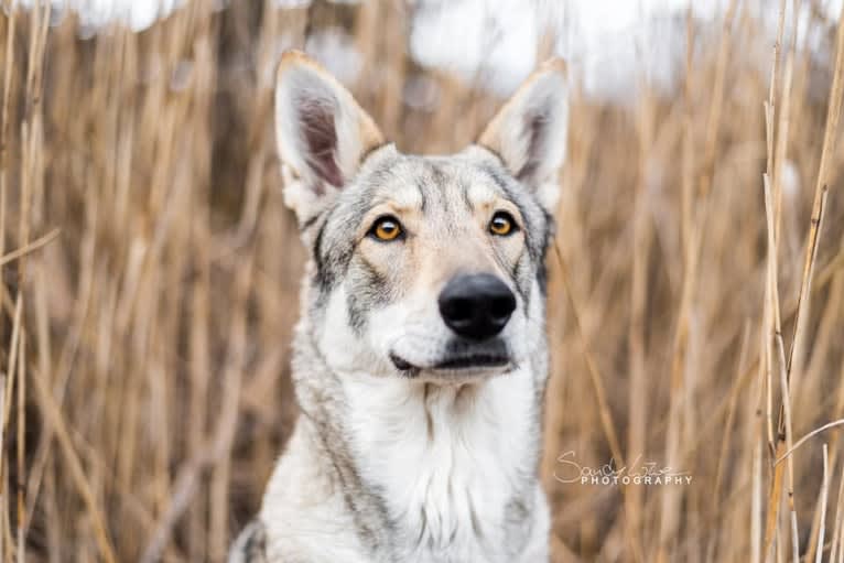 Zuri, a Saarloos Wolfdog tested with EmbarkVet.com