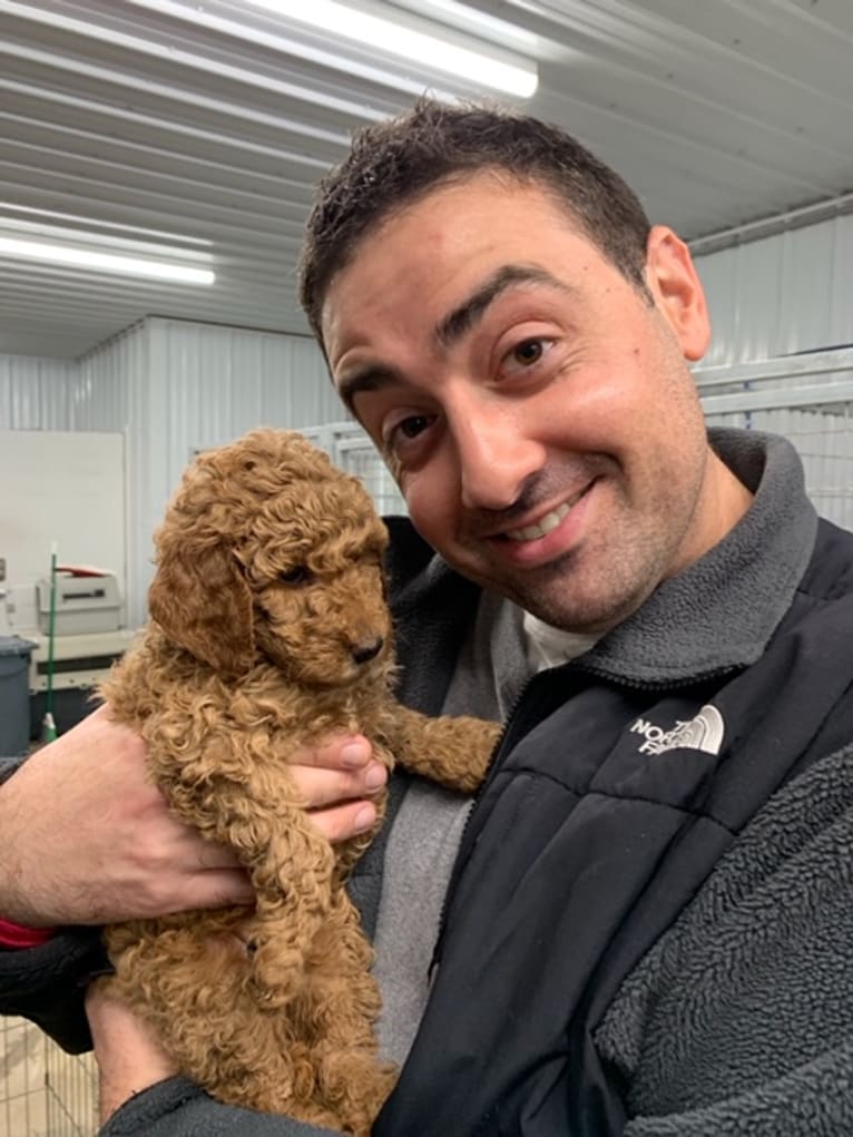 Rosie, a Goldendoodle tested with EmbarkVet.com