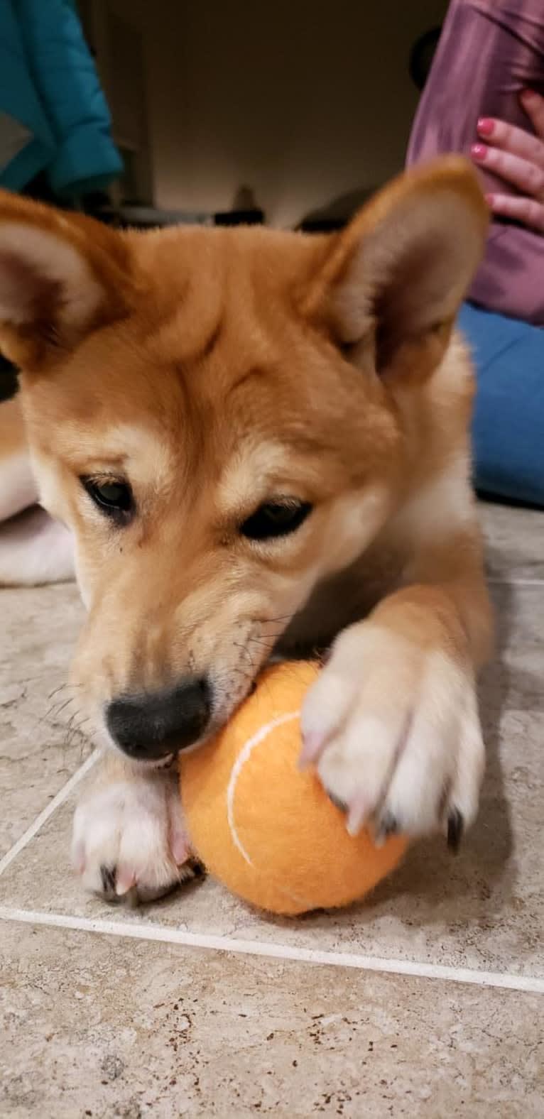 Noko, a Shiba Inu tested with EmbarkVet.com