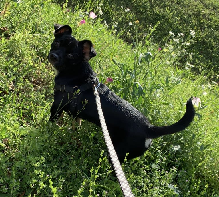 Digby, a Chihuahua and Russell-type Terrier mix tested with EmbarkVet.com