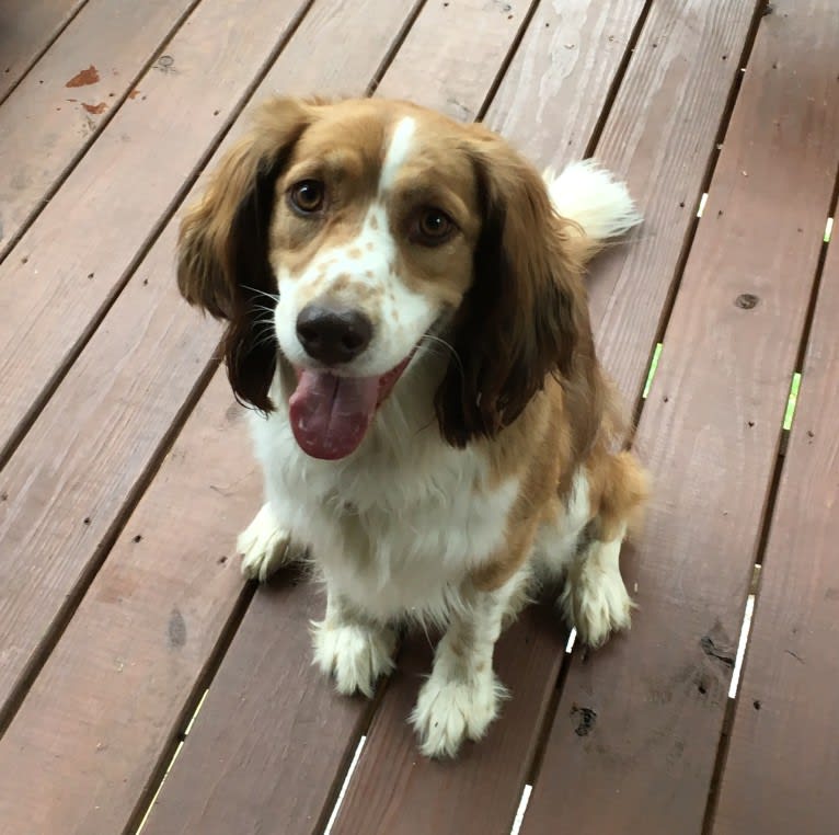 Luna, an English Springer Spaniel and Australian Shepherd mix tested with EmbarkVet.com