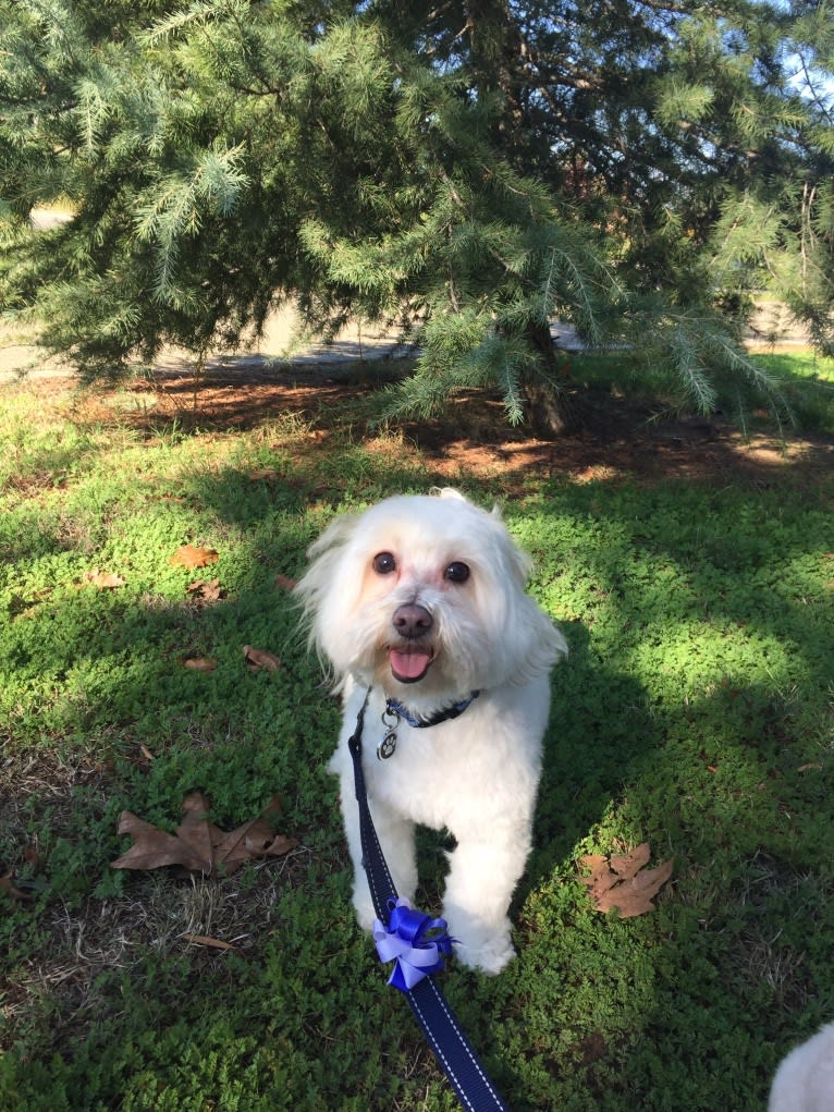 Robin van Persie, a Maltese and Poodle (Small) mix tested with EmbarkVet.com