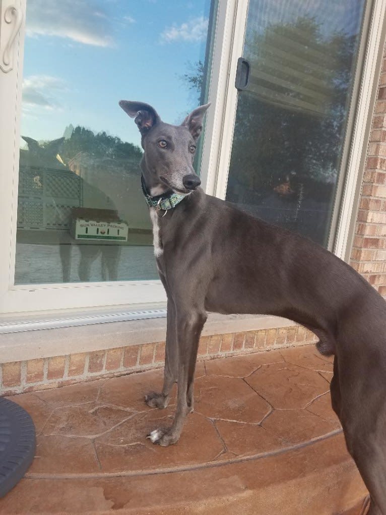 Whiskey, a Greyhound tested with EmbarkVet.com