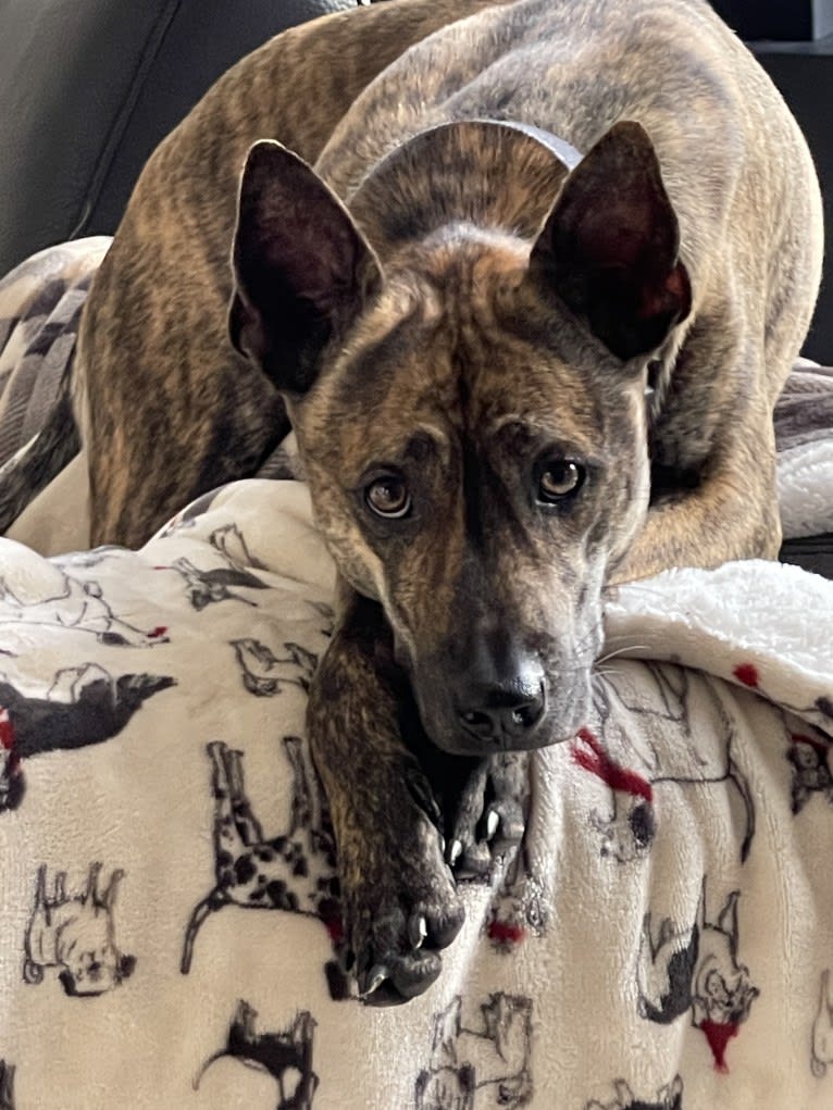 Tai, a Phu Quoc Ridgeback tested with EmbarkVet.com