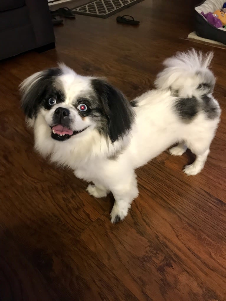 Poe, a Pekingese and Pomeranian mix tested with EmbarkVet.com