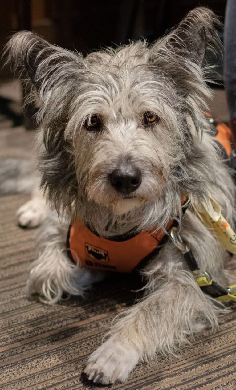 Dory, a Siberian Husky and Poodle (Small) mix tested with EmbarkVet.com