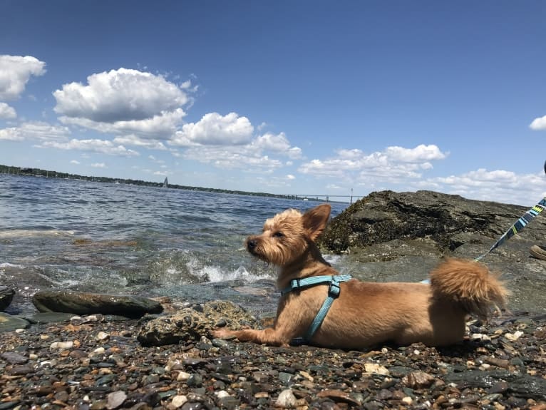 Scrappy, a Silky Terrier and Pomeranian mix tested with EmbarkVet.com