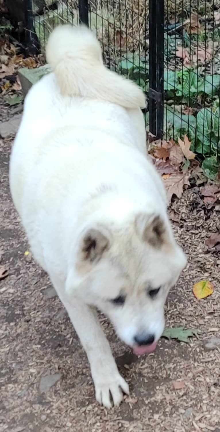 Arya, an Akita tested with EmbarkVet.com