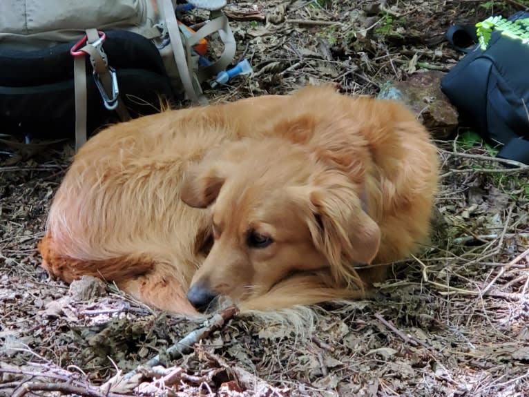 Buddy, a Golden Retriever and American Pit Bull Terrier mix tested with EmbarkVet.com