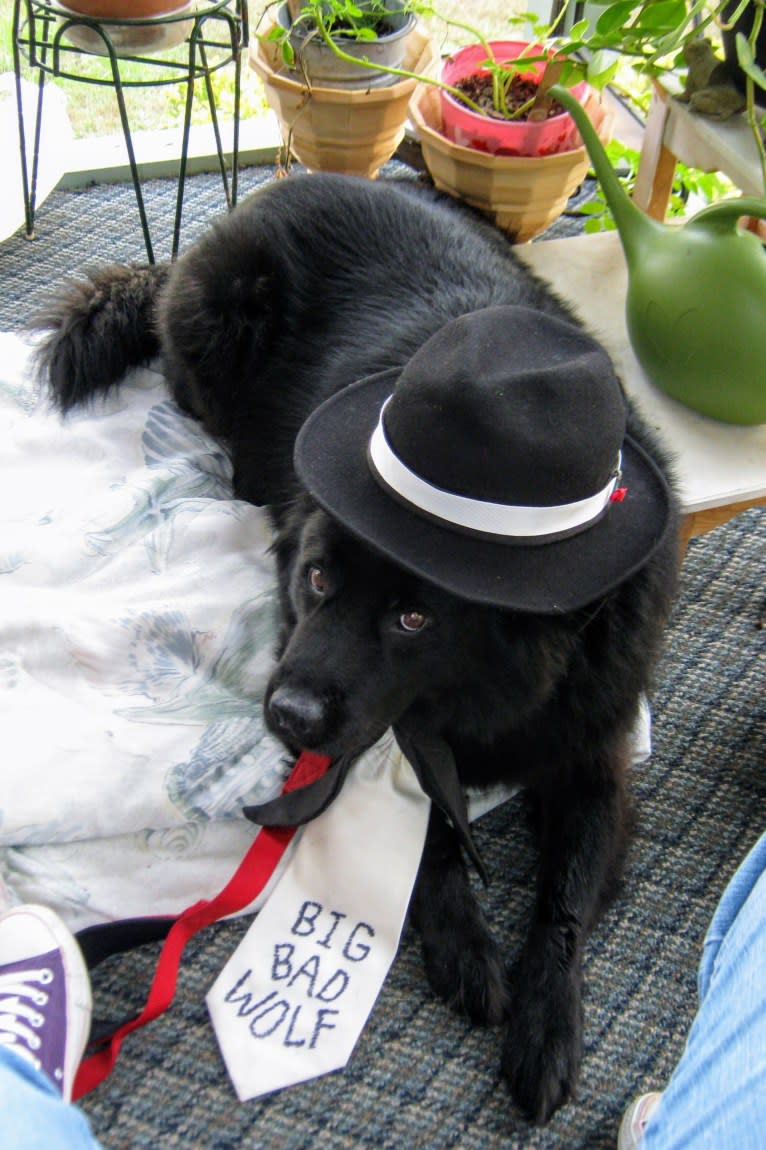 Hudson, a Chow Chow and German Shepherd Dog mix tested with EmbarkVet.com