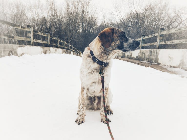 Monty, an Australian Cattle Dog and Labrador Retriever mix tested with EmbarkVet.com