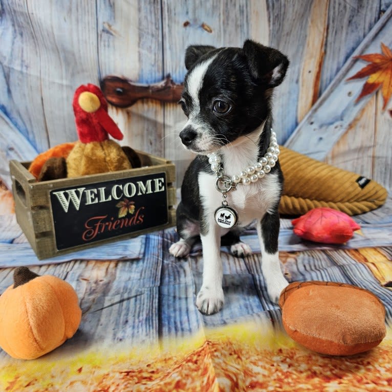 Haleigh, a Chihuahua tested with EmbarkVet.com