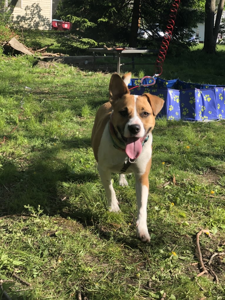 Hazel Grace, an American Pit Bull Terrier and Boxer mix tested with EmbarkVet.com