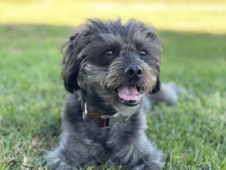 Kodak, a Poodle (Small) and Pekingese mix tested with EmbarkVet.com