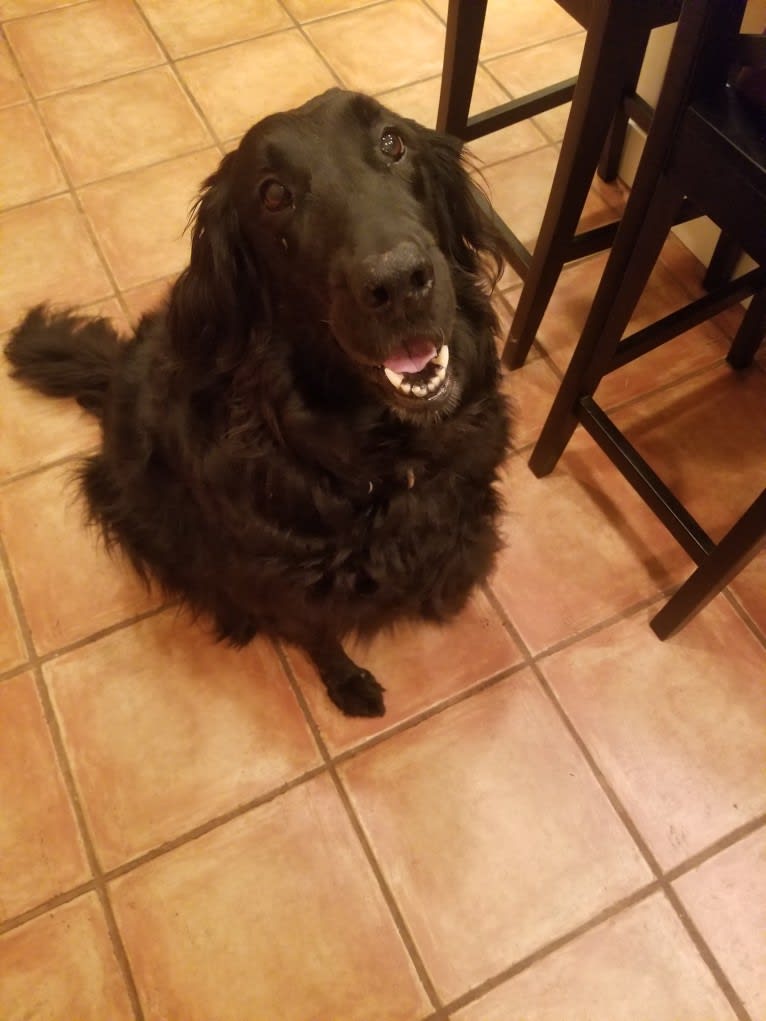 Lily, a Flat-Coated Retriever tested with EmbarkVet.com