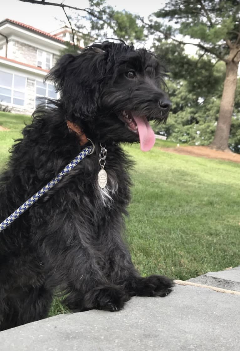 Bluebonnet, a Poodle (Small) and American Pit Bull Terrier mix tested with EmbarkVet.com