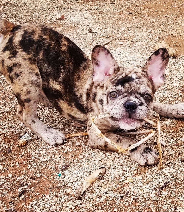 Opie, a French Bulldog tested with EmbarkVet.com