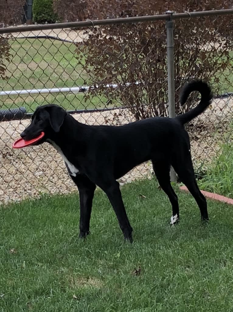 Thor, a Labrador Retriever and Great Pyrenees mix tested with EmbarkVet.com