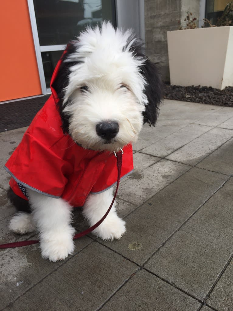 Winston, an Old English Sheepdog tested with EmbarkVet.com