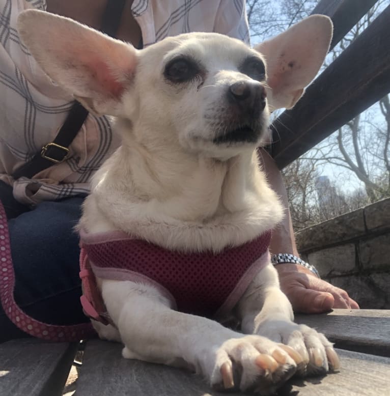 Gracie, a Miniature Pinscher and Chihuahua mix tested with EmbarkVet.com