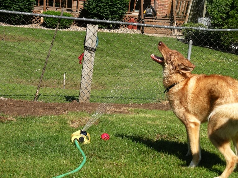 Duvel, a Gerberian Shepsky (18.8% unresolved) tested with EmbarkVet.com