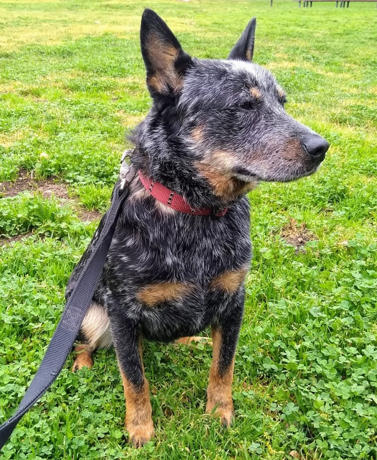 Buck (Little Monster, Little Bear), an Australian Cattle Dog tested with EmbarkVet.com