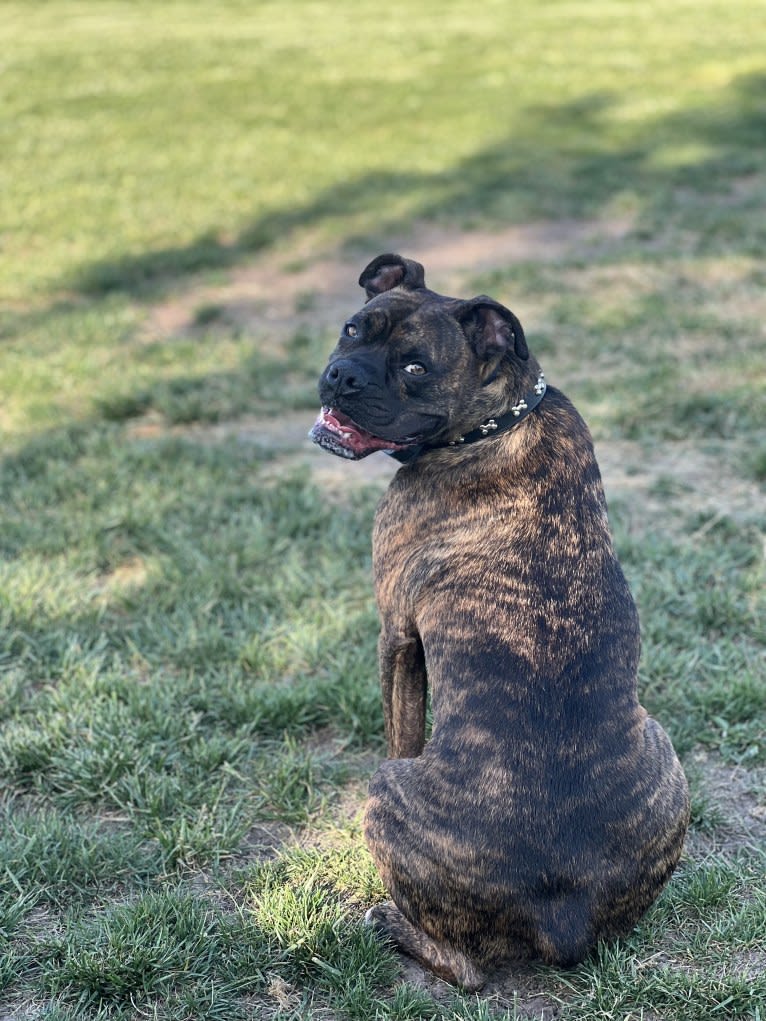 Ozzy, a Boxer and American Bulldog mix tested with EmbarkVet.com