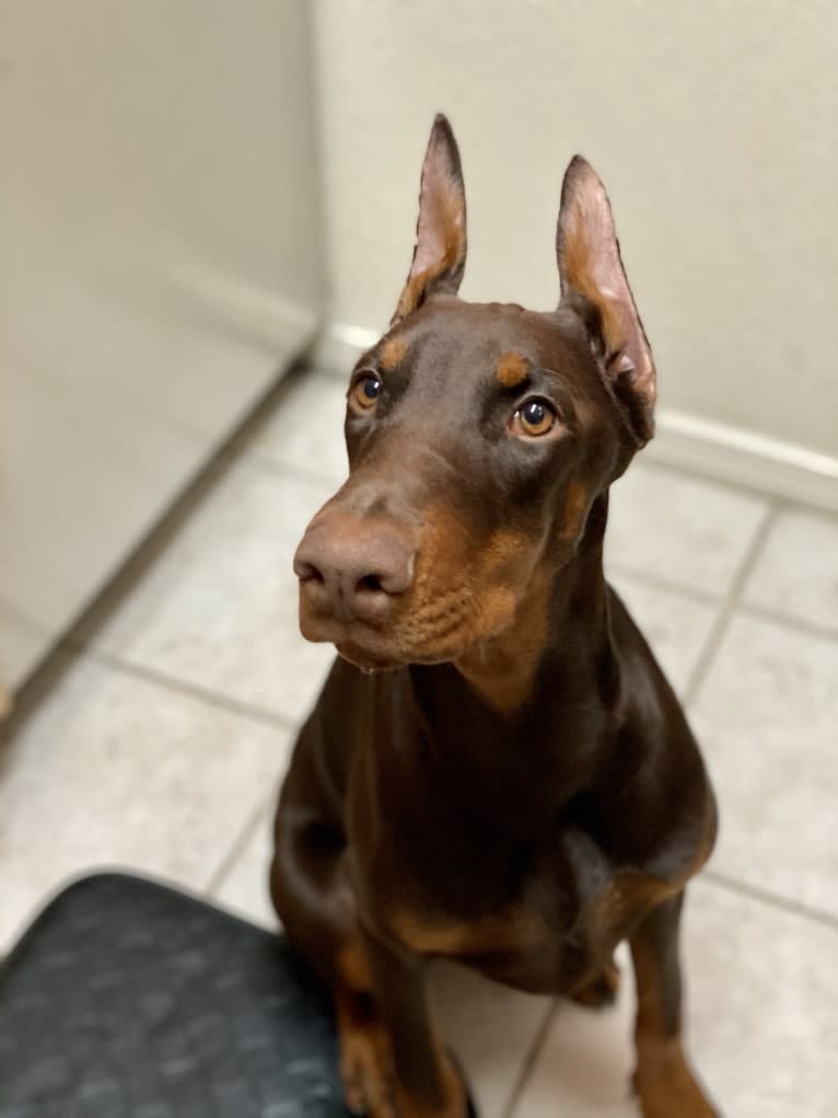 Alita Sant Kreal, a Doberman Pinscher tested with EmbarkVet.com
