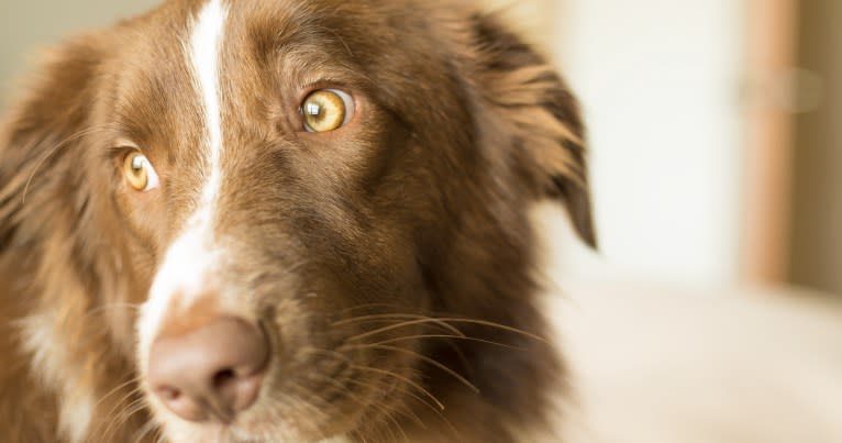 Chili, a Border Collie and English Springer Spaniel mix tested with EmbarkVet.com