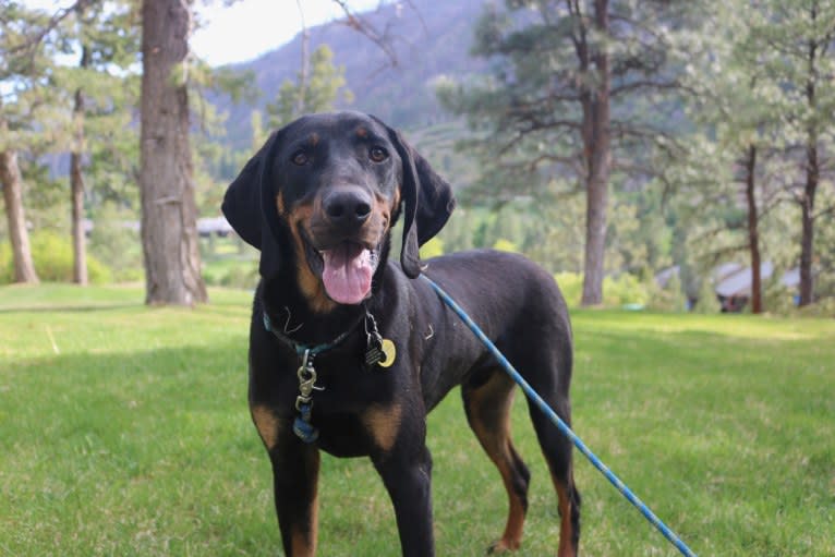 Red, a Black and Tan Coonhound tested with EmbarkVet.com