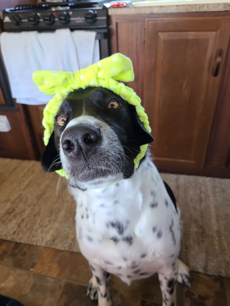 Millie, a Labrador Retriever and Great Pyrenees mix tested with EmbarkVet.com