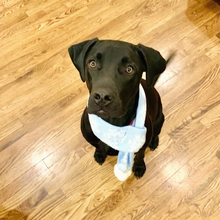 Kaya, a Weimaraner and Labrador Retriever mix tested with EmbarkVet.com